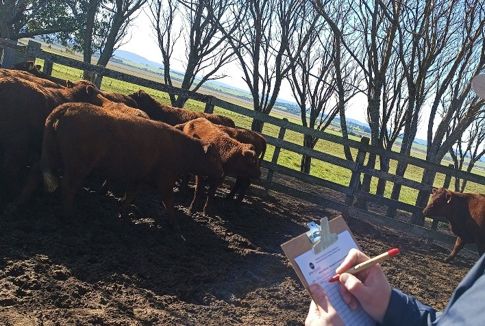 Desmama: Um Indício Crucial para a Evolução do Rebanho e Ações Gerenciais Futuras