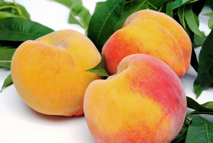 Produtores de pêssego intensificam manejos pós-colheita e preparam pomares