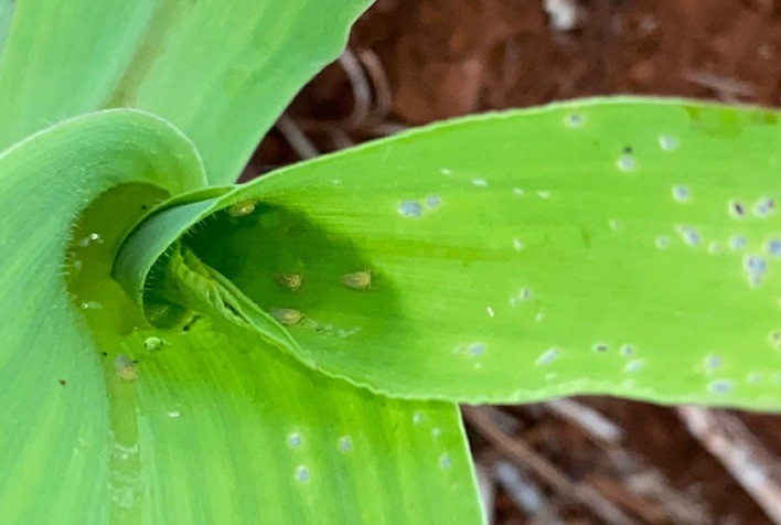 Monitoramento da cigarrinha-do-milho indica baixa infecção bacteriana em Santa Catarina
