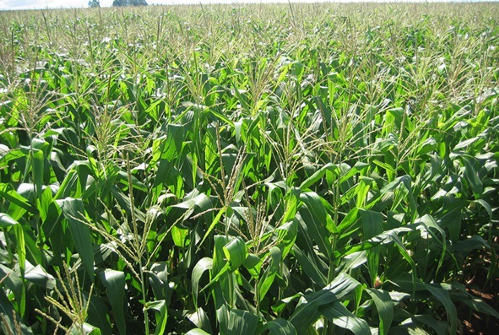 Condição das lavouras de milho segunda safra no Paraná piora, aponta Deral
