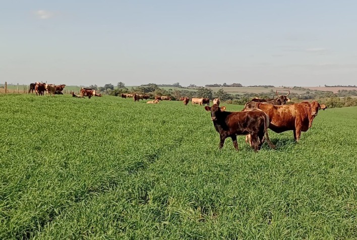 Chuvas irregulares impactam transição de pastagens no RS