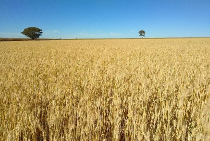 Seca deve reduzir produção de trigo na Austrália em 16% na safra 2025/26