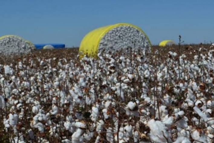 Preço Médio da Pluma de Algodão Alcança Maior Patamar em Dois Anos
