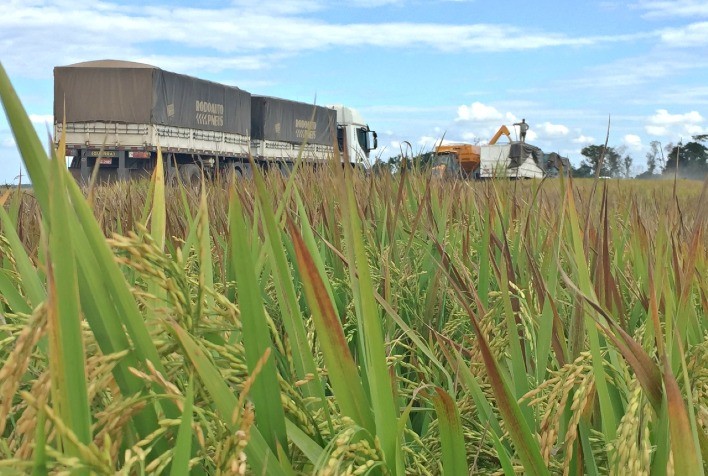 Logística comprometida impacta escoamento do arroz no Rio Grande do Sul