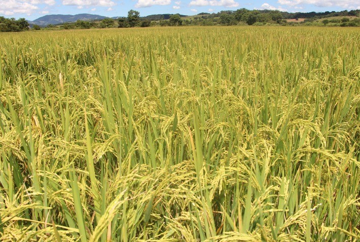 Minas Gerais fortalece cultivo de arroz de terras altas com novo projeto de pesquisa