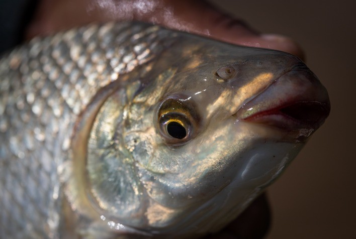 Semana Santa: Agrodefesa intensifica inspeção e orienta consumidores na compra de pescados