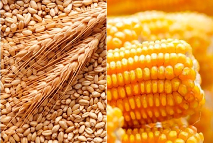 Tensões Geopolíticas e Guerra Comercial Elevam a Volatilidade nos Mercados de Milho e Trigo