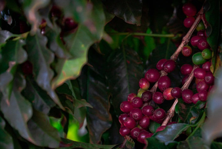 Mercado do café segue pressionado por tarifas e inicia sexta-feira em queda