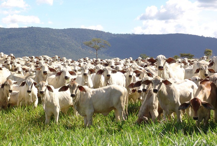 Bezerro registra valorização superior à do boi gordo em um ano