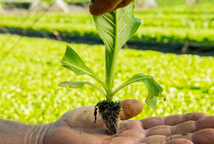 Produtores de tabaco são orientados sobre calendário de plantio e uso de sementes certificadas