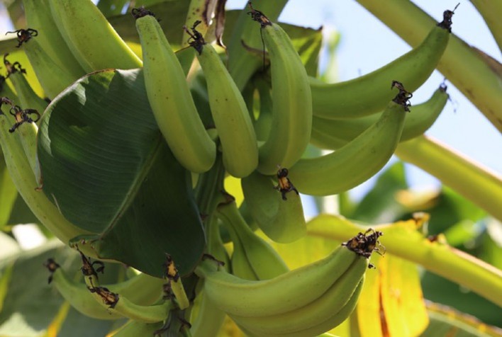 Protocolo da Embrapa assegura produção de mudas de plátano Pacovan com qualidade genética e sanitária