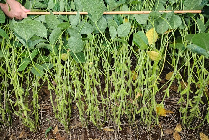 Tecnologia contra estresse hídrico na soja garante aumento médio de 7,5% na produtividade