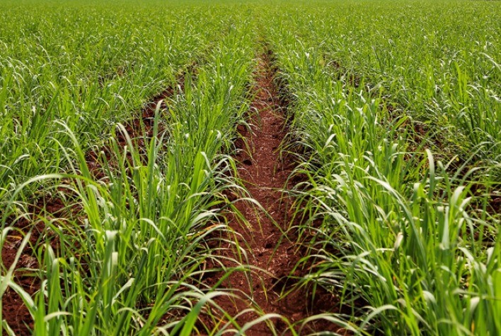 ADAMA destaca novas tecnologias em defensivos agrícolas na ExpoCamda 2025