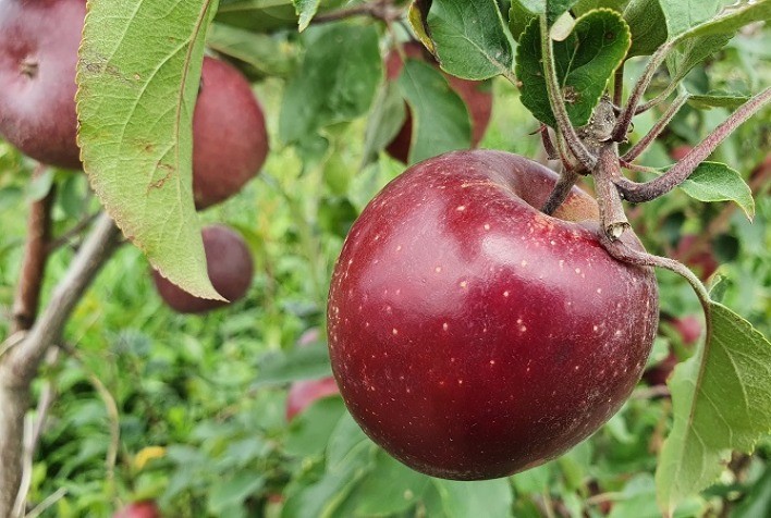 Embrapa apresenta inovações sustentáveis e lança maçã de casca totalmente vermelha na Anuga Select Brazil 2025