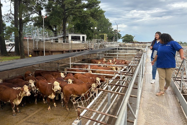 Concurso de Carcaças Hereford e Braford premia melhores exemplares durante evento especial no RS