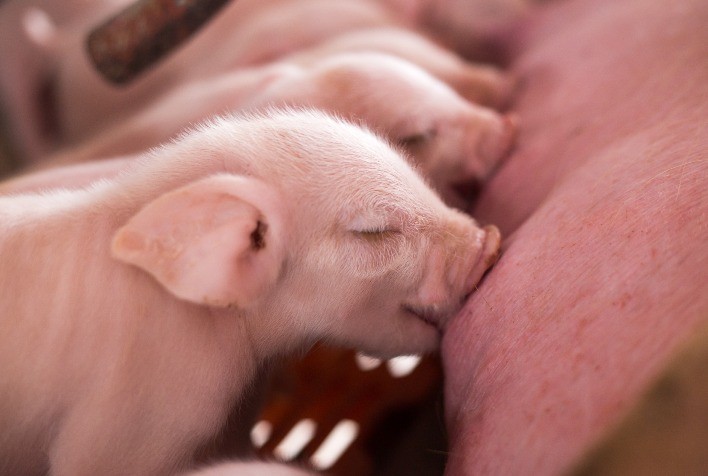 Desmame de leitões: práticas nutricionais e de manejo que garantem saúde e desempenho na suinocultura