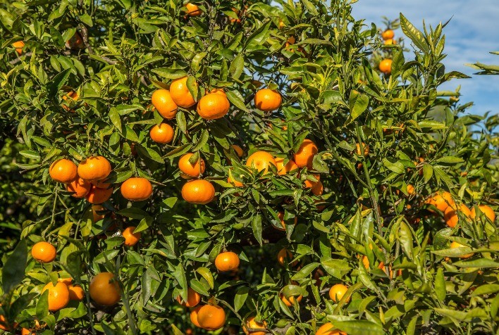 Produtores de citros intensificam controle de pragas durante colheita no RS