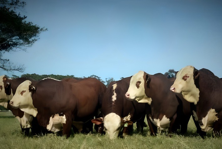 Fazenda Santa Tereza encerra Gira Técnica do Mundial Braford com foco em genética e integração produtiva