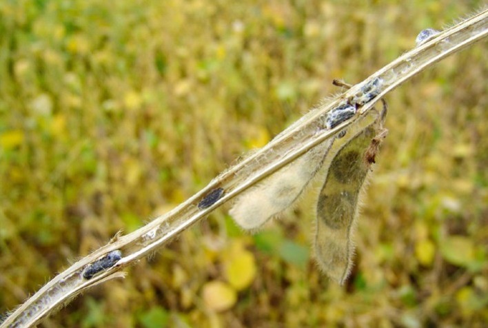 Cientistas brasileiros desenvolvem técnica sustentável para produção de fungo que combate doenças agrícolas