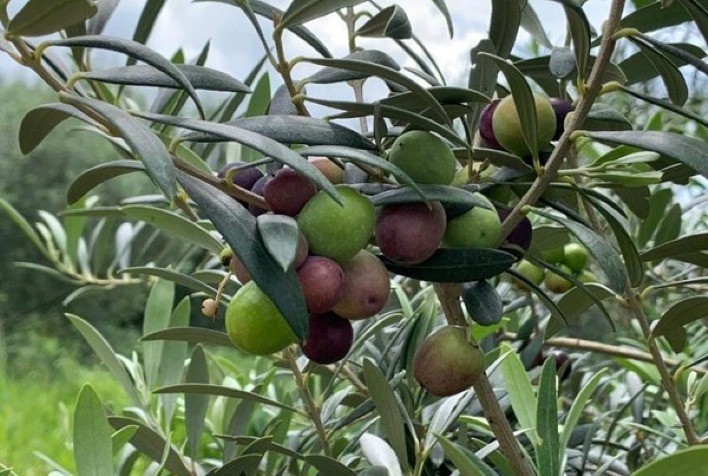 Azeitonas californianas miram mercado sul-americano com foco no Brasil