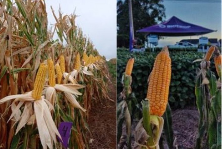 Uso de manejo biológico impulsiona produtividade e qualidade dos grãos na cultura do milho