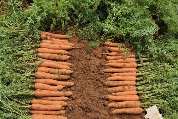 Cenoura de alta performance eleva rentabilidade do produtor brasileiro