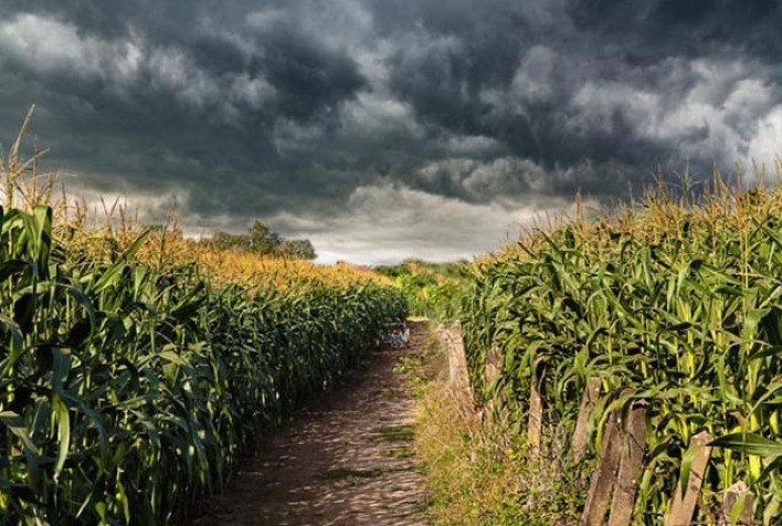 Estudo do IAC comprova que monitoramento climático melhora controle de pragas no milho