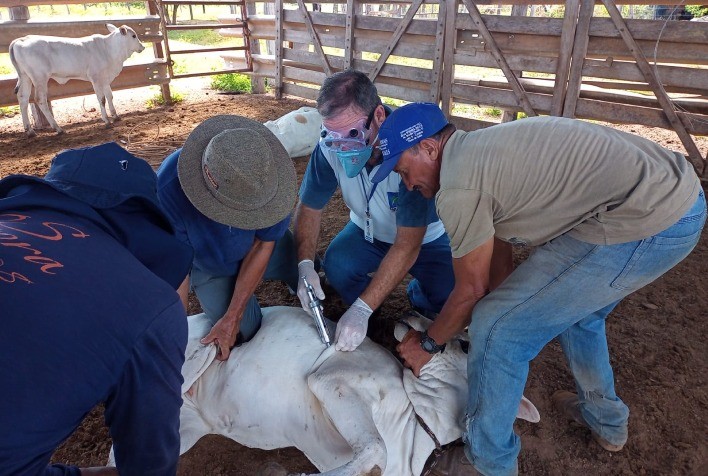 Agrodefesa reforça orientações sobre vacinação obrigatória de bovinos, bubalinos e equinos em Goiás