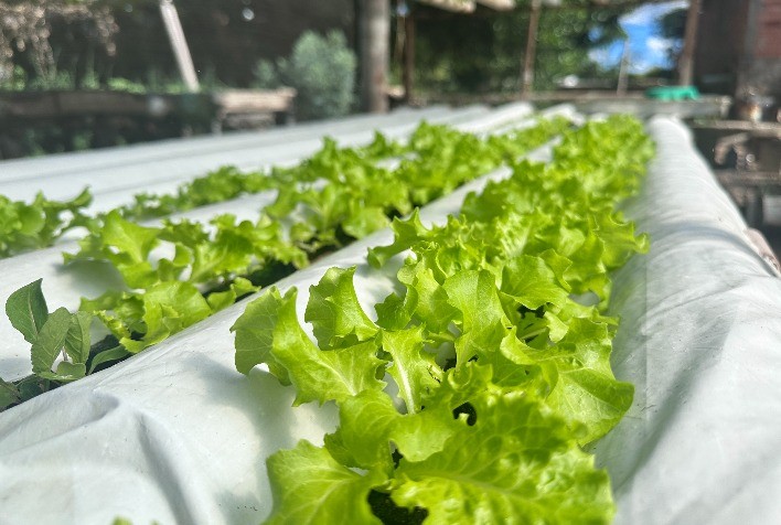 Família no Norte de Minas triplica a renda com cultivo hidropônico de hortaliças