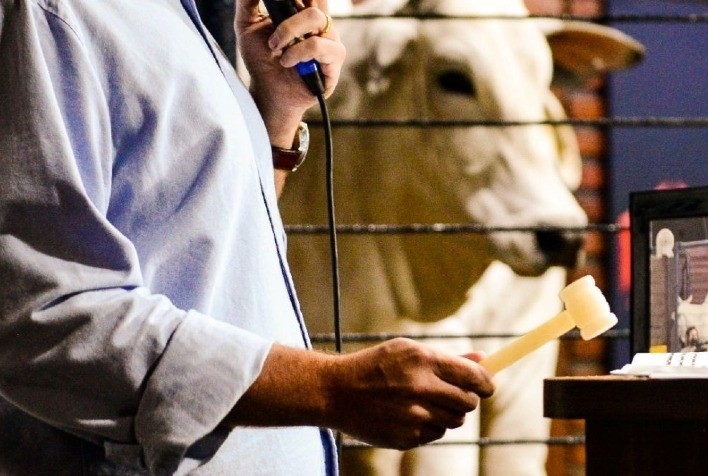 Desistência em leilão pecuário pode gerar sanções financeiras e até responsabilização criminal