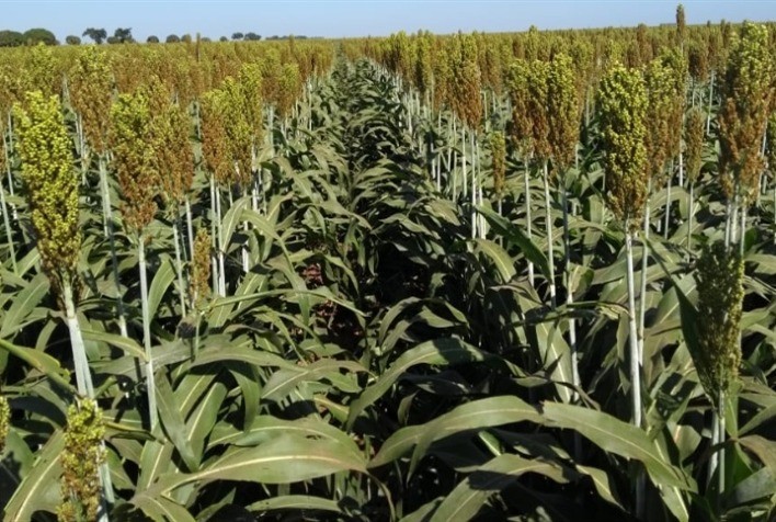 Projeto global aposta na clonagem de sementes para revolucionar a agricultura africana