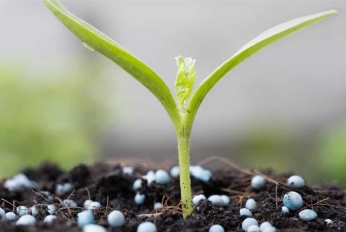 Granulometria do fertilizante é fator decisivo para a eficiência da adubação