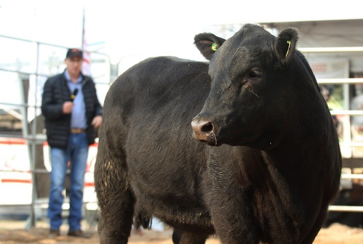Fenagen Promebo 2025 reúne julgamentos de animais e debates sobre genética bovina
