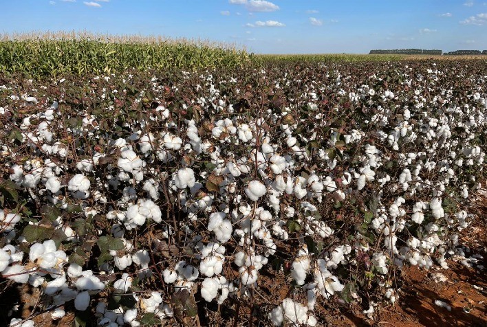 Sipcam Nichino aposta em soluções inovadoras para o controle de pragas no algodão