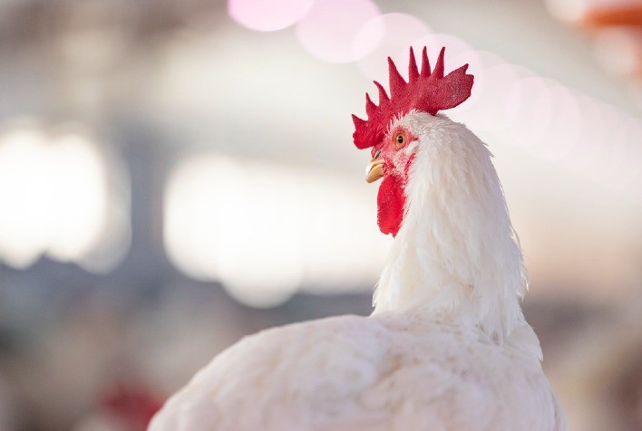 Zoetis lança ferramenta inédita no Brasil para monitoramento da imunidade de aves