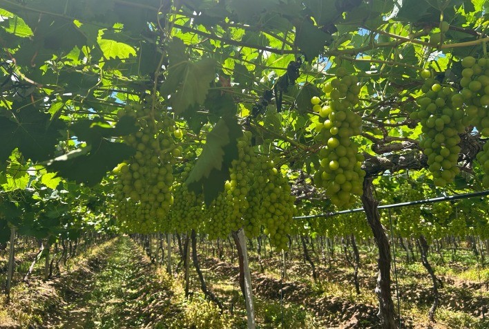 Projetos de irrigação no Vale do São Francisco movimentam mais de R$ 8 bilhões em 2024