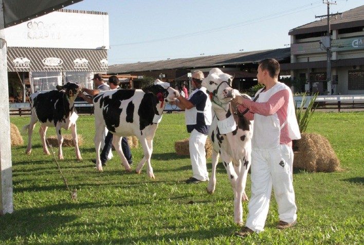 Criadores de gado Holandês já podem se inscrever na Fenasul Expoleite 2025