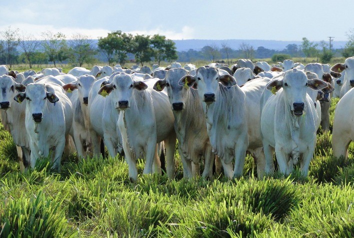 Cotações do boi gordo seguem em alta impulsionadas por demanda firme e expectativas positivas com exportações à China