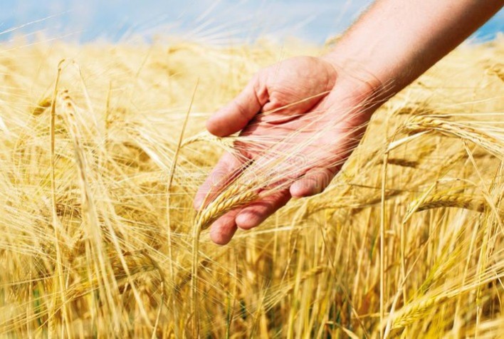 Mercado global de trigo enfrenta forte volatilidade com impacto nas cotações internas