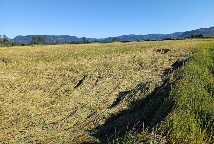 Chuvas intensas comprometem reta final da colheita de arroz no Rio Grande do Sul