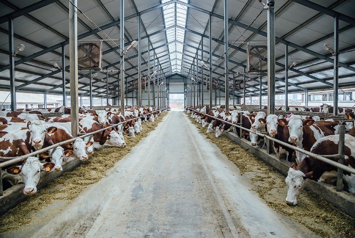 Custo de produção do leite sobe 1% em março e inflação anual atinge 10,7%, aponta Embrapa