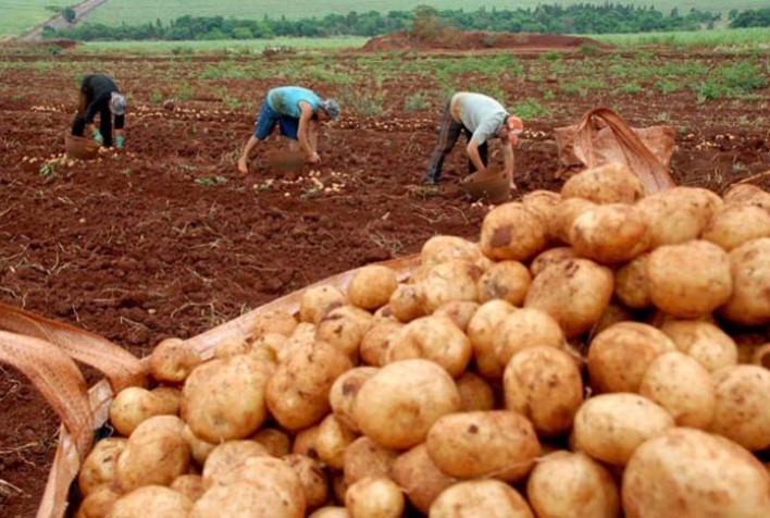 Chuvas no Sul do país reduzem oferta de batata e impulsionam preços nos atacados