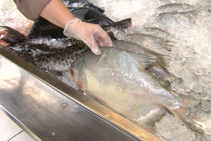 Cuidados Essenciais na Compra e Preparação de Peixes Durante a Semana Santa