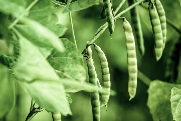 Mapa divulga atualização do Zarc para a semeadura do feijão, com novos parâmetros e melhores orientações para produtores