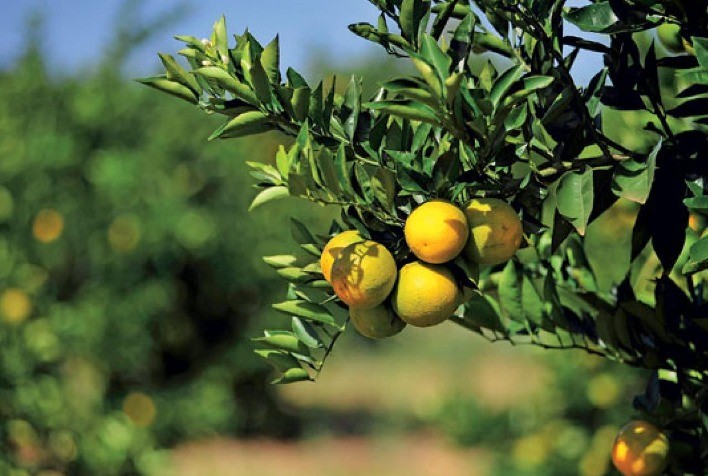 Instabilidade climática compromete colheita de laranja de umbigo no Rio Grande do Sul