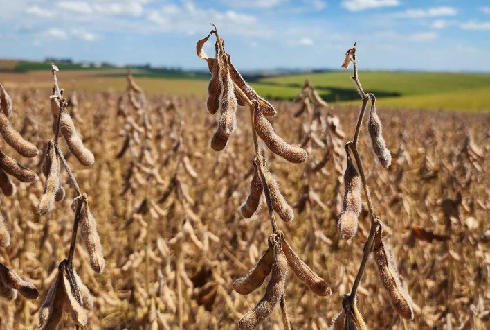 Recepção de soja na Capal atinge 421,3 mil toneladas e registra crescimento de 23,5% na produtividade