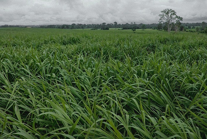 Tecnologia e manejo sustentável preservam pastagens e reduzem custos na pecuária