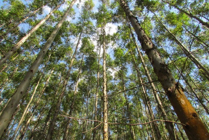 Expedição Inédita Mapeia a Produtividade das Florestas Cultivadas no Brasil