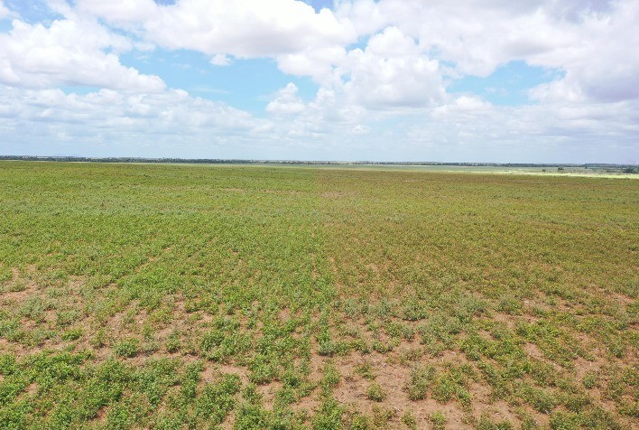 Fortgreen lança FG Power, adjuvante inovador para otimizar o controle de plantas daninhas e aprimorar operações agrícolas
