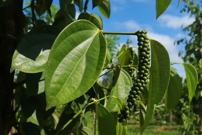 Cultivo Sustentável de Pimenta-do-Reino: Inovações com Gliricídia Reduzem Custos e Impacto Ambiental